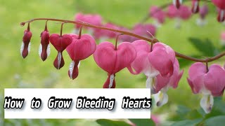 Dicentra  How to Grow Bleeding Hearts  How to Plant Dicentra [upl. by Elletsyrc396]