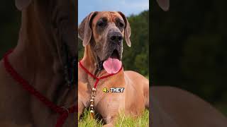 Great Dane quot5 Surprising Facts About Great Danesquot [upl. by Nnaed]