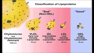 Lipoproteins biochemistry [upl. by Alamaj215]