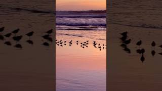 Sunset Ocean Beach Sanderlings sanfrancisco oceanbeach birds sunset sanderlings [upl. by Ollehcram108]