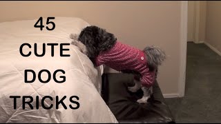 45 CUTE DOG TRICKS [upl. by Adanama145]