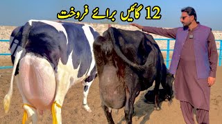 Girlando Cow In Punjab  Cow For Sale At Subhan Dairy Farm  HF Cow  Pk Janwar Mandi [upl. by Eidnam974]