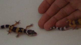 Screaming Baby Leopard Gecko [upl. by Akiehs807]