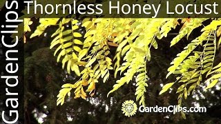 Thornless Honey Locust  Gleditsia Inermis  Growing Honey Locust [upl. by Eceinhoj]