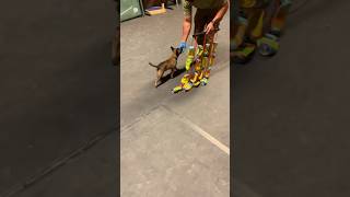 🔥Belgian Malinois dog training malinois becgiegermanshepherd chó pets dog [upl. by Volny]