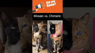 Mosaic vs Chimeric [upl. by Lamej778]