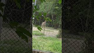 Lucknow zoo [upl. by Hctud]