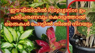 Easy Propagation Methods To AglaonimaStem Cutting Nod PropagationJUBYS CREATIVE HUB [upl. by Amil]