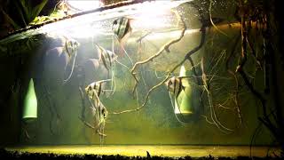 Pterophyllum altum Siegrist line breeding in my aquarium no1 [upl. by Acinna]