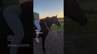 Mit wem möchtest du diesen Sommer verbringen 🐴😊 horsesofyoutube horse summer marinaschuster [upl. by Hardwick313]