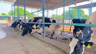 Cow Farm  Neat and Clean Cow Farm  Farming Business [upl. by Amitarp980]