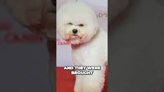 Origins of The Bichon Frise [upl. by Felicle]