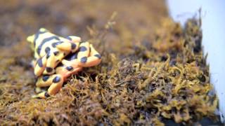 Saving Panamanian Golden Frogs [upl. by Audre]