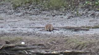 Brown Rat UK Wildlife [upl. by Retrop]