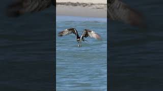 Osprey Splashdown wildlife ospreys birds nature birdofprey birdslover [upl. by Nerua339]