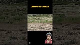 Cheetah vs gazelle omletarcade onepiece health unboxing [upl. by Otreblasiul]