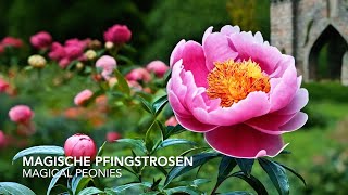 Magische Pfingstrosen  Magical Peonies  Romantische Klaviermusik  Romantic Piano Music [upl. by Nirrek]