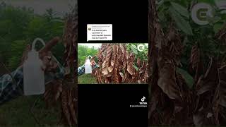 Control y manejo sobre enfermedades que afectan al cultivo de cacao [upl. by Desdamonna]