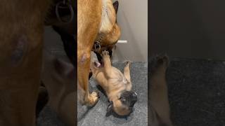 19 days old Belgian Malinois puppy Fimo For your smiles Lol [upl. by Tlaw839]