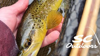 Gorgeous Maryland Brown Trout [upl. by Dall]