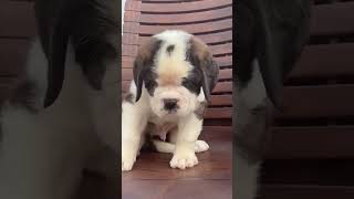 Saint Bernard 🤗 Location varanasi 9696678515 [upl. by Bergmans]