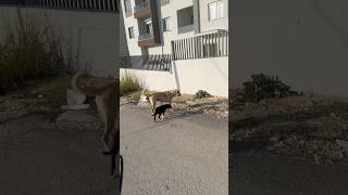 Köpek ailesiyle gezintiye çıkmış 😱 dog doberman [upl. by Latsyrcal616]