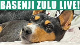 Basenji Zulu Live [upl. by Lashond]