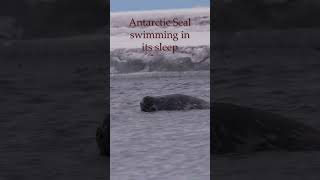 Weddell Seal swimming in its sleep [upl. by Hayalat]