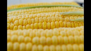 Toinette van Rooyen Sweetcorn breeding in African soil [upl. by Bevan109]