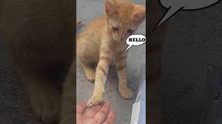 Billi ke bacche ki funny moments minivlog shortsfeed youtubeshorts dailvlog alfishakevlogs [upl. by Aynnat]