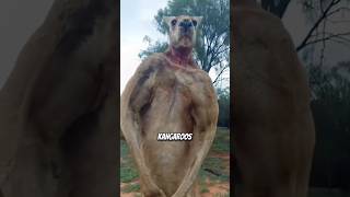 Man saves dog from kangaroo animals fact viral [upl. by Kcirdehs]