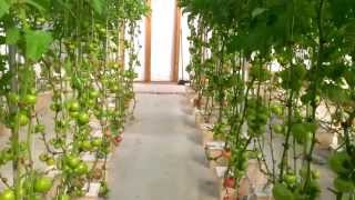 Hydroponic Tomatoes A greenhouse walk through [upl. by Eeleimaj277]