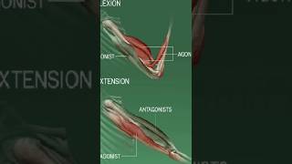 Antagonistic Movement Of MusclesMuscles movementshortsshorts feedviral [upl. by Humberto]