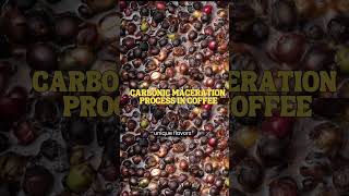 CARBONIC MACERATION coffee coffeeprocessing [upl. by Dilan]