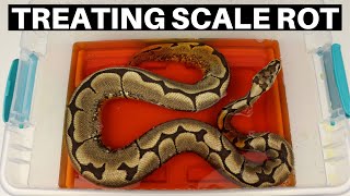 Beginners Guide To Treating Scale Rot In Ball Pythons  Benjamins Exotics [upl. by Griz498]