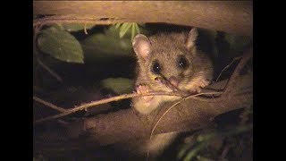 Edible dormouse Wendover Woods [upl. by Enyehc]