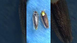 Time lapse of giant coreopsis seed flower germination nature [upl. by Qirat]