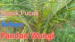 Kelapa Pandan Wangi  Perawatan Busuk Pucuk Daun [upl. by Arahk]