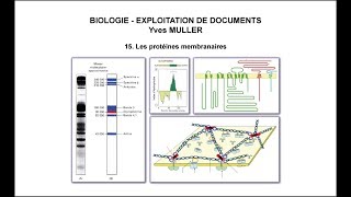 15 Les protéines membranaires [upl. by Felten]