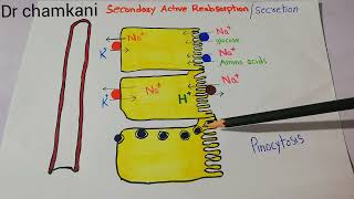 Renal system 86  pinocytosis  Active transport [upl. by Radbun805]