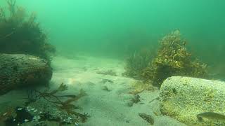 20210714  Atlantic Tomcod at Brant Rock [upl. by Cid]