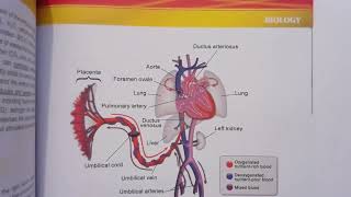 GAMSAT Practice Test 3 Questions 3134 of ACERs Pink Booklet Biology Circulation [upl. by Nnad]