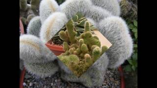 Cleistocactus strausii [upl. by Clark]