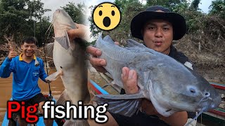 Caught a pigfish in the Moei River for the first time [upl. by Ettevroc]