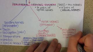 Nervous System Overview [upl. by Jarret]