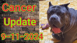 Dog Osteosarcoma Cancer update [upl. by Jorrie684]