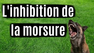 Linhibition de la morsure  Apprendre à mon chien à ne pas mordre  mordiller en jouant ou autre [upl. by Chladek]