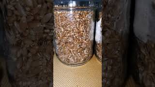 Organic rye grain spawn prep [upl. by Fortier315]