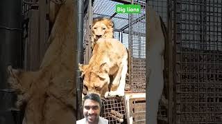 Big Animals Big Lions animals zoo [upl. by Giorgia]