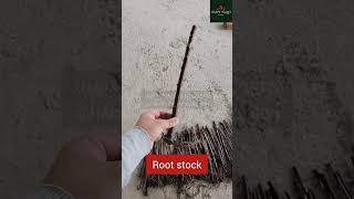 Apple Rootstock Grafting BeforeAfter shorts [upl. by Amsa147]